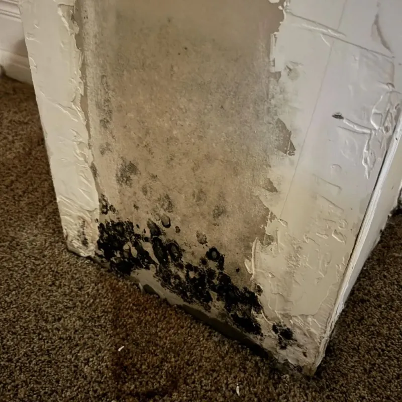 Professional Mold Removal in Montegut, LA